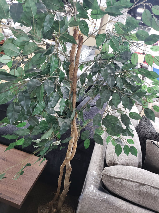 6 FOOT GREEN FICUS TREE