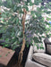 6 FOOT GREEN FICUS TREE