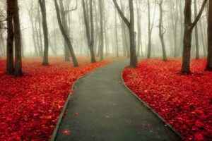 picture Temp Glass w/Foil