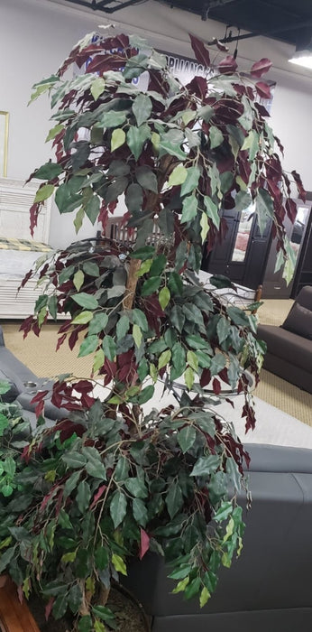 GREEN FICUS TREE VIP EMPIRE FURNITURE